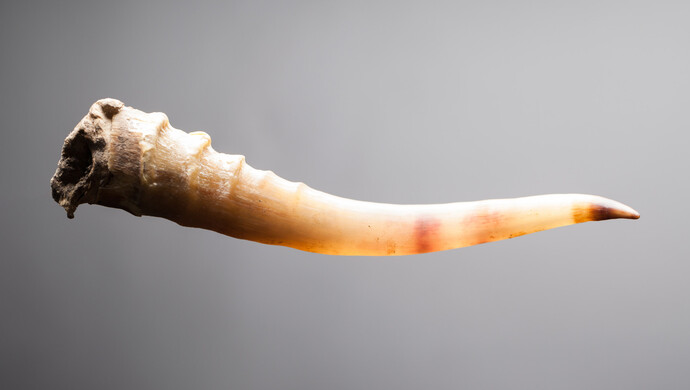 1163根疫情之下广西防城港市六人走私羚羊角被批捕