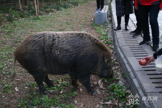 眼看着从30斤长到200斤八字山网红大野猪被市民宠得肥肥的