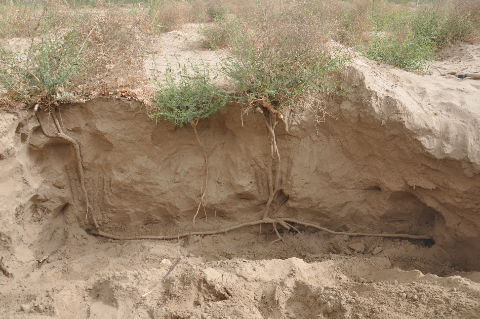 骆驼刺的生存智慧丨旱域生灵