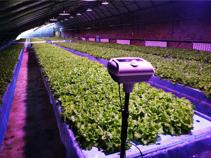 智能化设备让蔬菜种植科技感满满.