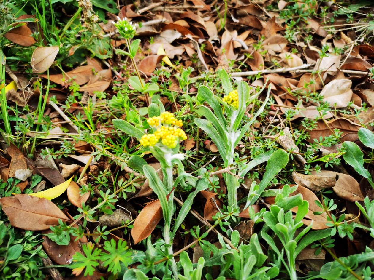 水萩黄色的小花穗