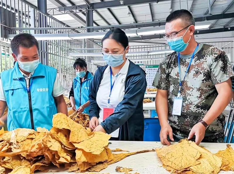 图为朱艳梅(中)督导烟站烟叶收购工作