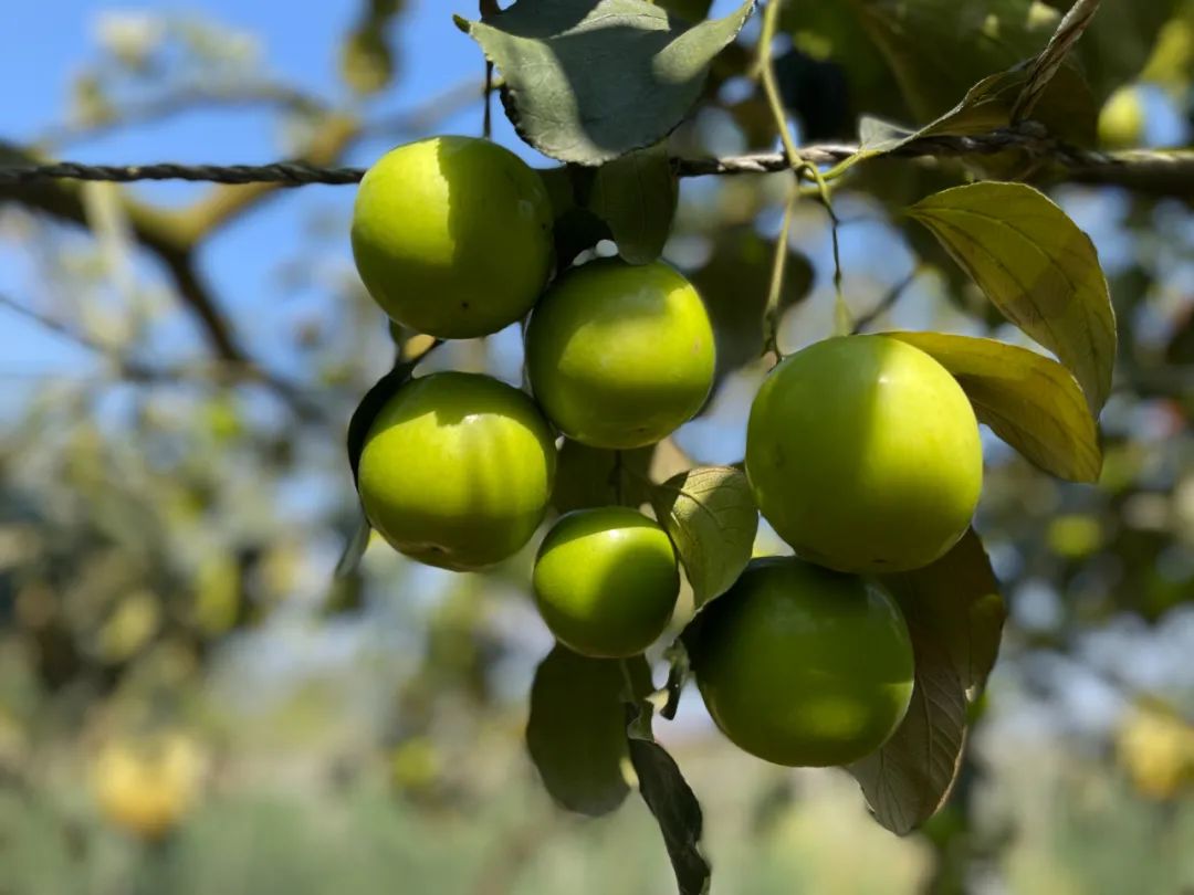 67脆嫩多汁甜过蜜糖比鸡蛋还大的翡翠苹果枣你吃过吗