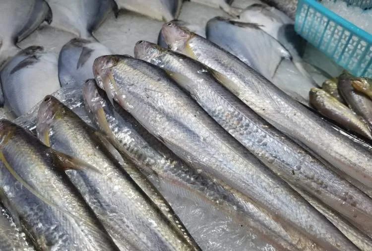 尝鲜季海刀鱼大量上市价格远低于去年