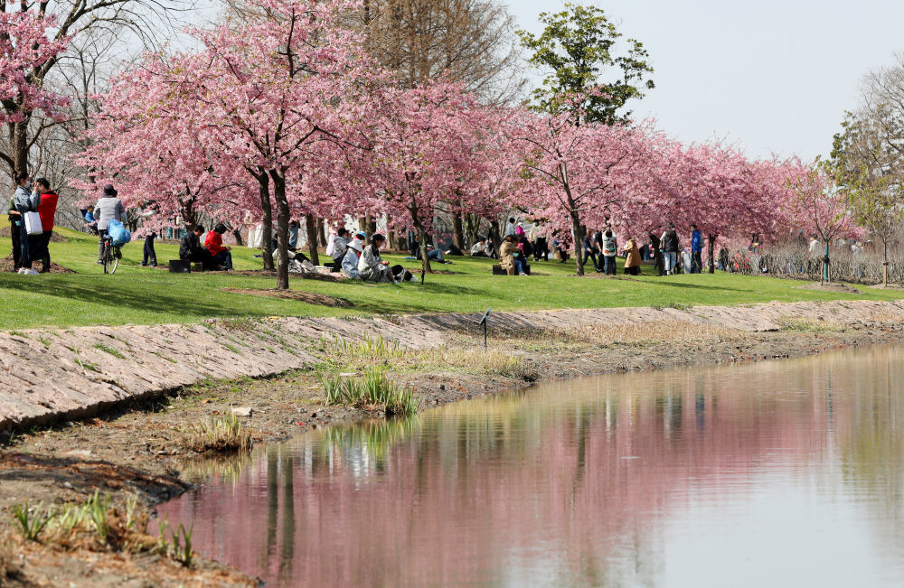 3月8日,游人在上海辰山植物园盛开的樱花树下休闲散步.