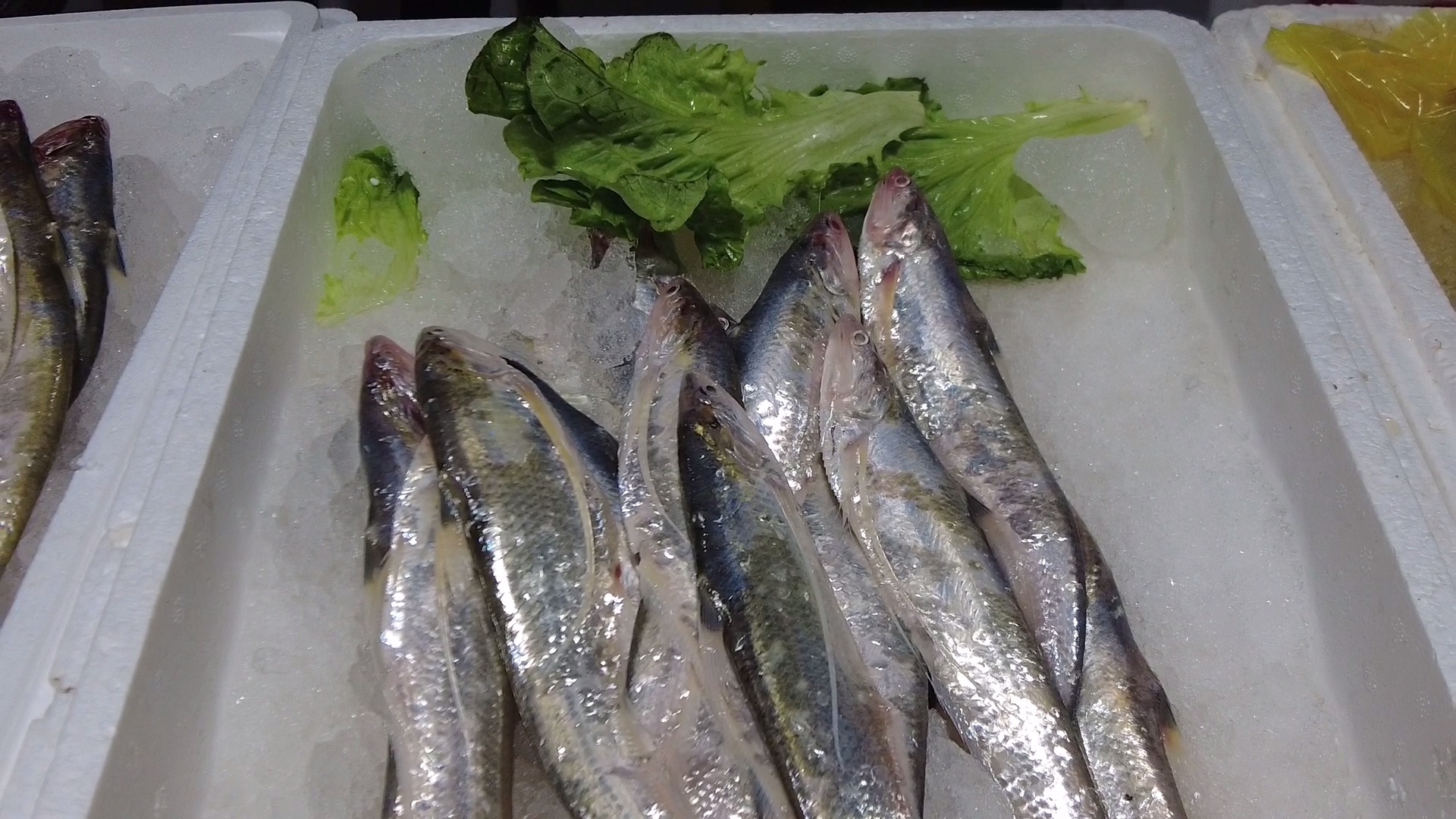 尝鲜季!海刀鱼大量上市,价格远低于去年!|长江_新浪财经_新浪网