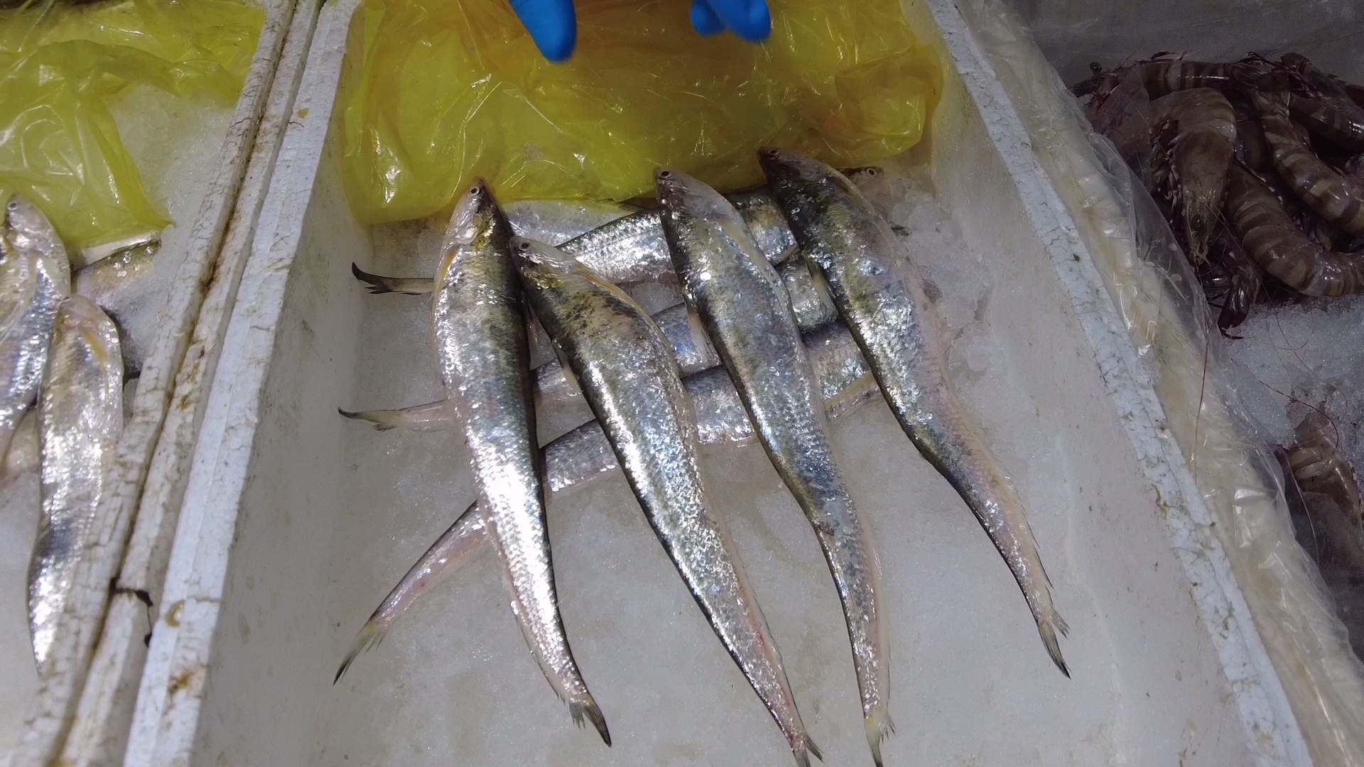 尝鲜季!海刀鱼大量上市,价格远低于去年!|长江_新浪财经_新浪网