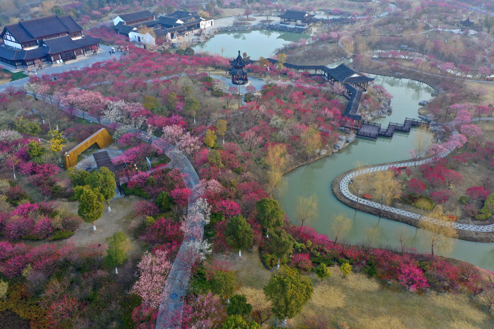这是3月8日在江苏省盐城市大丰区梅花湾景区拍摄的