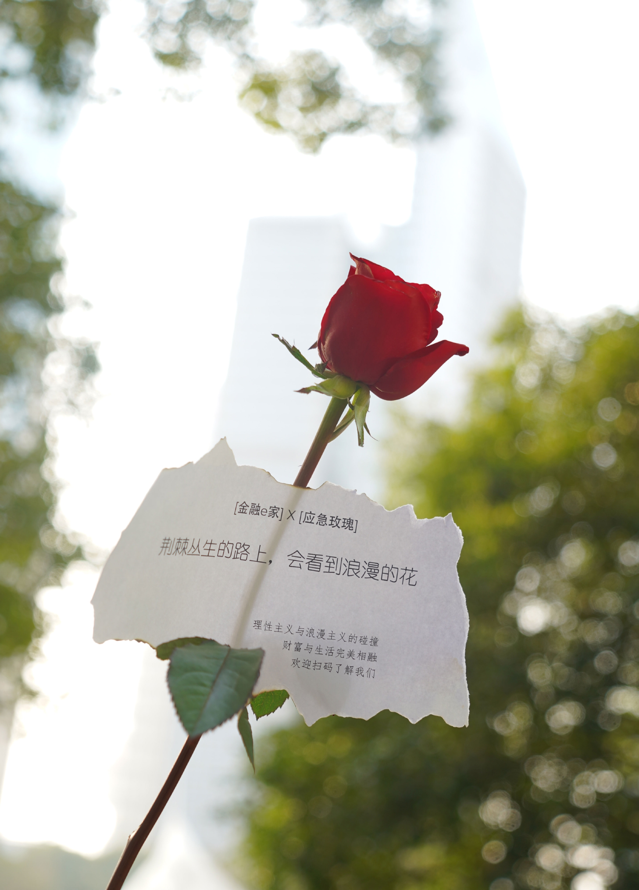 法式浪漫弥漫陆家嘴金融城"应急玫瑰"这一创意最早源于巴黎街头.