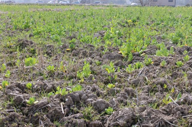 金山这里的彩米太神奇