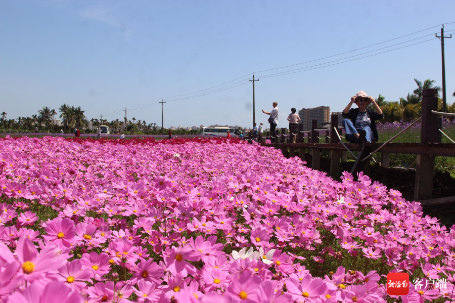 花海花开正当时.记者 苏桂除 摄