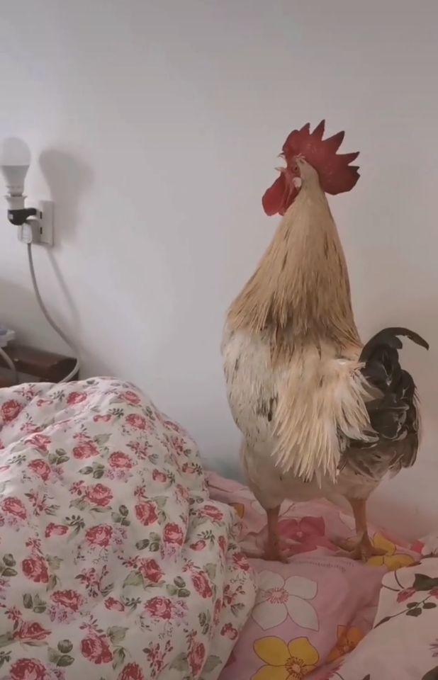 公鸡叫起床的图片图片