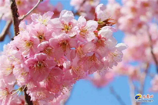 极美南京樱花迎来盛花期玄武湖景区开启百花闹春赏花季