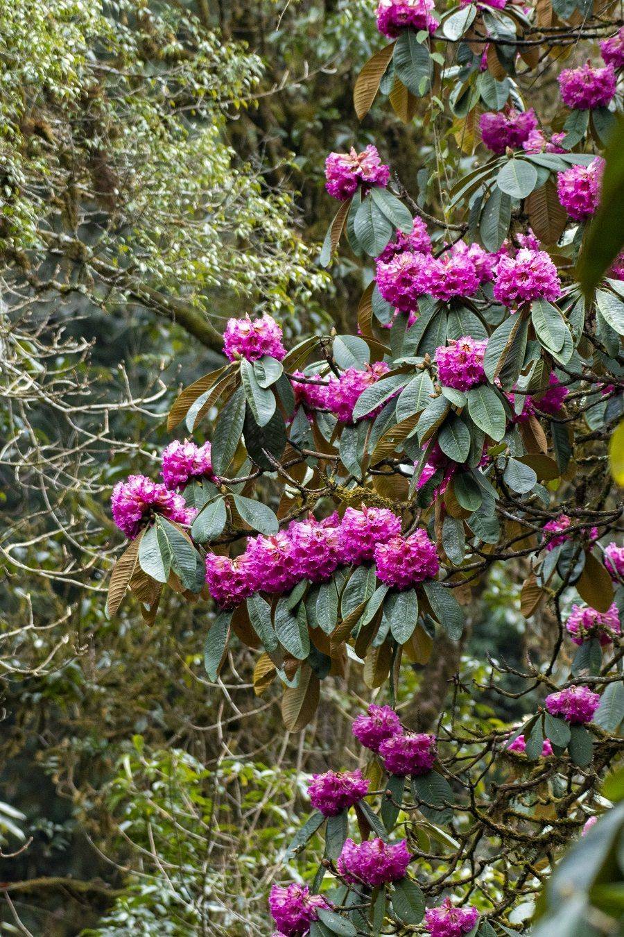 高黎贡山大树杜鹃(2月26日摄).新华网 郭康 摄