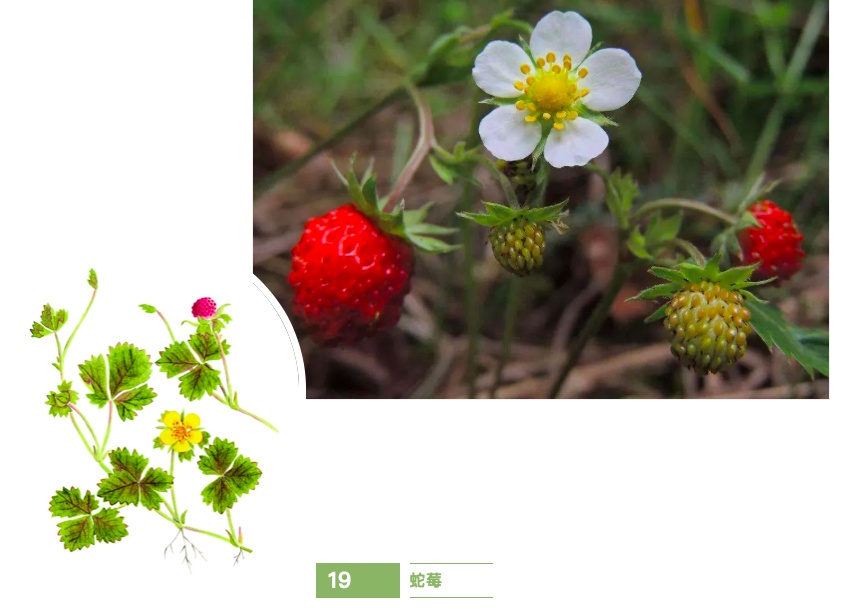 太美了24种常见的野花你都叫得出名字吗