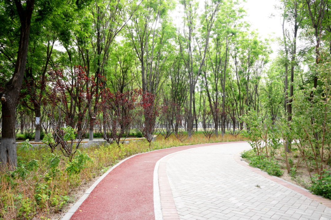 图为杜仲公园一角.(北京市园林绿化局供图)