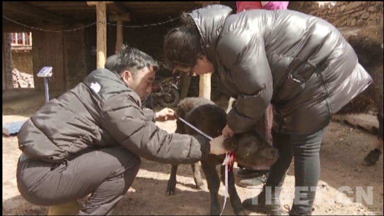西藏昌都贡觉县雅江雪牛一号首胎在哈加乡娘列村成功落地