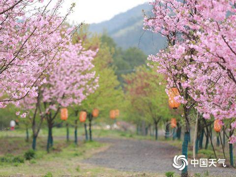 今晨,湖南湘潭七星村樱花烂漫.(图/彭聪 漫君)