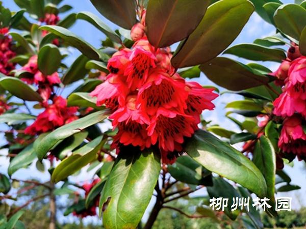 林业科研所乡土树种红花荷