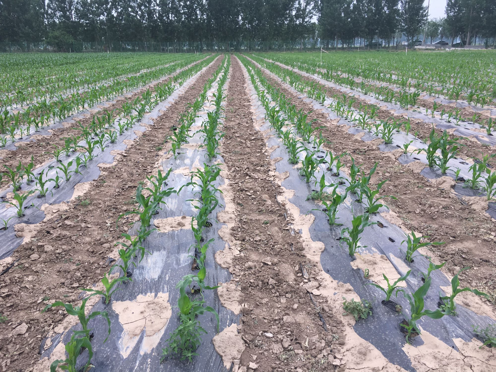 专家说地膜很重要使用有门道