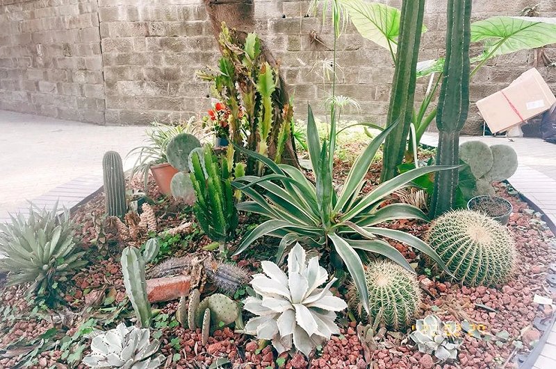 尽管冬天不少绿植枯萎，但这里依旧是店里的一道风景