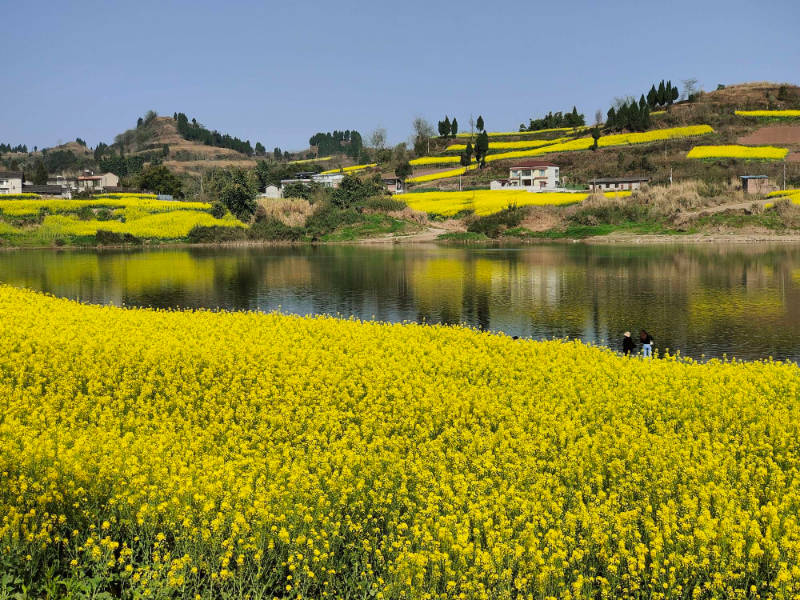 觅春四川内江金光灿灿的油菜花