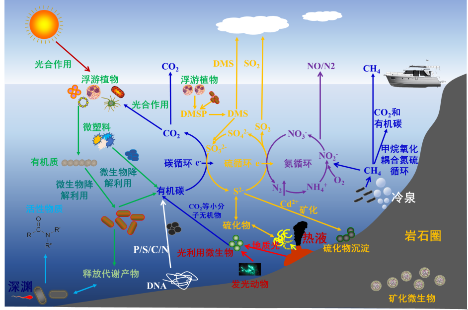 深海到底有没有能利用光的生命存在