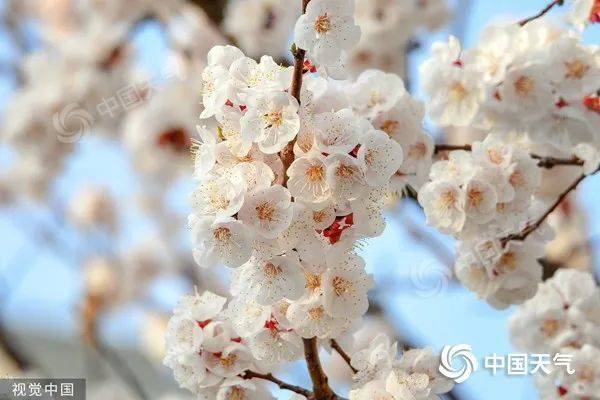 ↑杏花洁白似雪，高贵典雅。（签约供稿人/视觉中国/版权图片来源视觉中国）