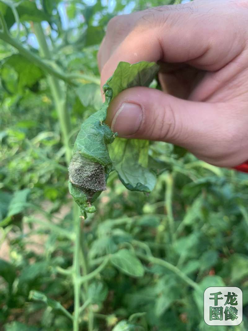 乍暖还寒,当心番茄灰霉病来袭