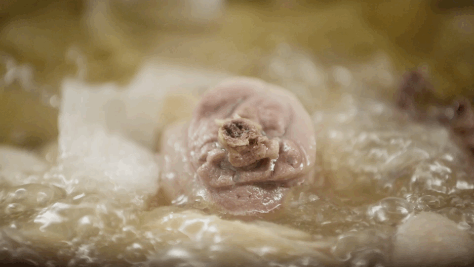 △深圳椰子鸡，荒漠中的战斗鸡。