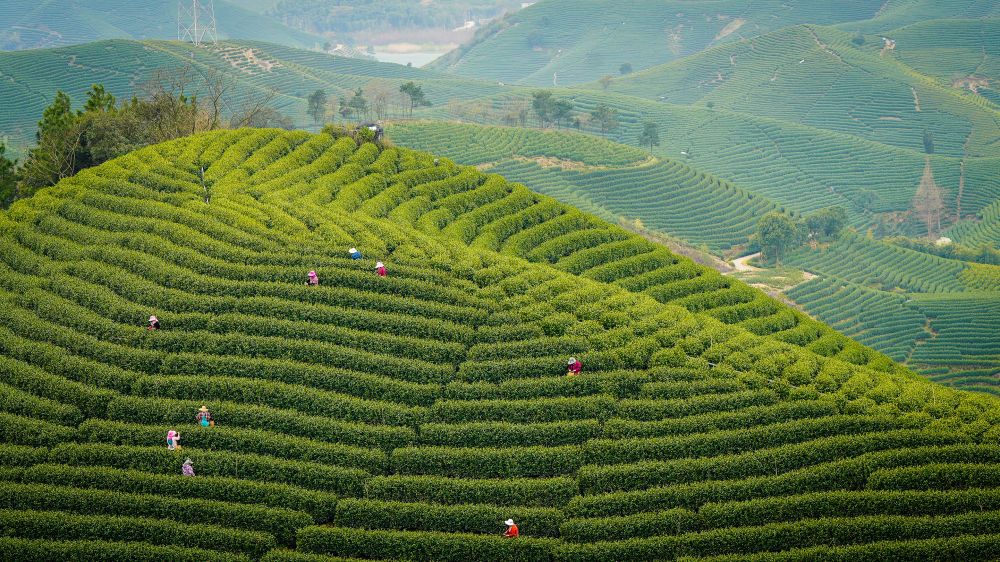 3月14日,浙江省湖州市长兴县和平镇滩龙桥村茶农采摘春茶.