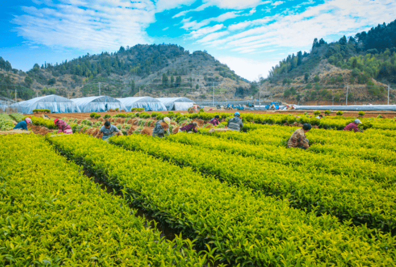 杭州淳安茶苗种植基地出圃忙2000万株将陆续销往全国各地