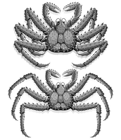 帝王蟹的简笔画图片