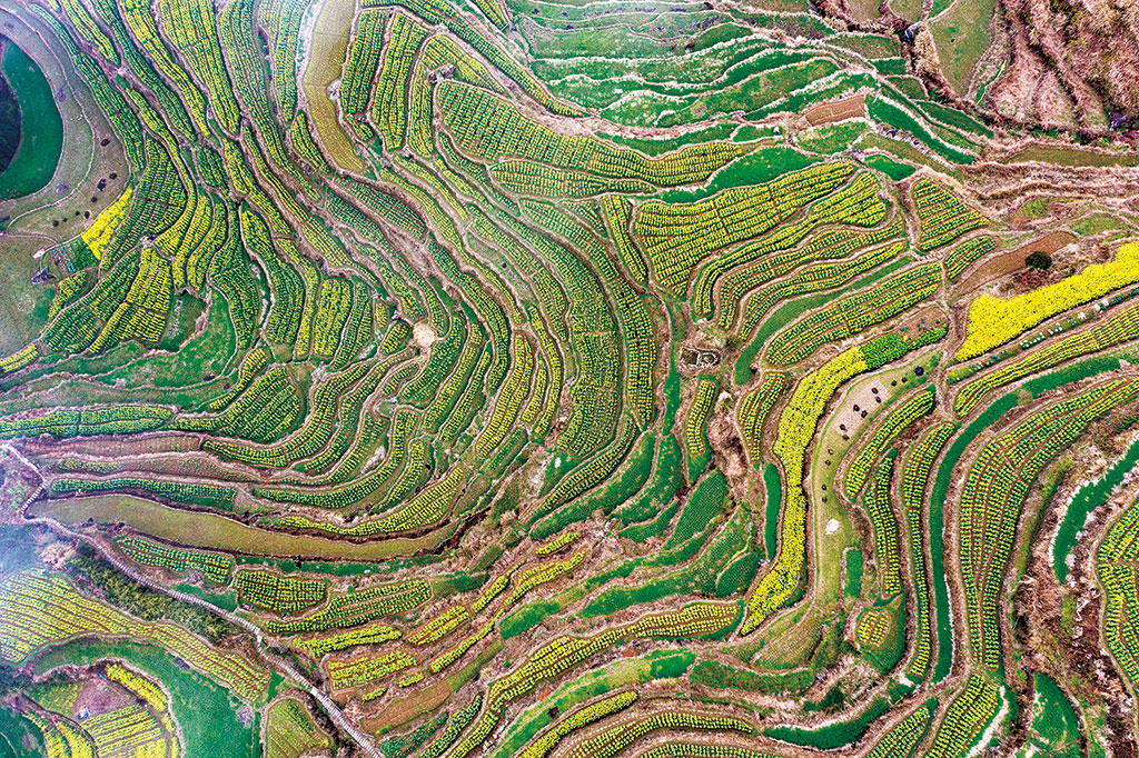 浙江省瑞安市林川镇梯田式油菜花开