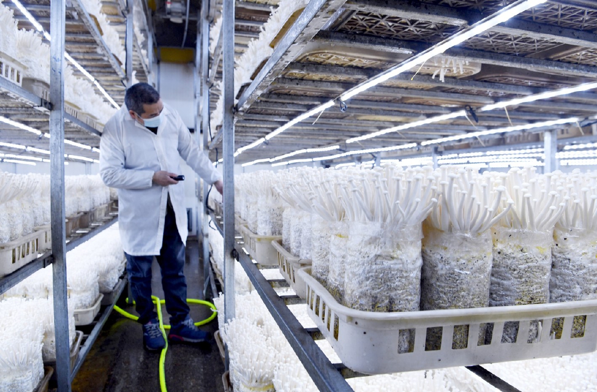 工作人员在车间内观察食用菌生长情况.记者 党维婷/摄