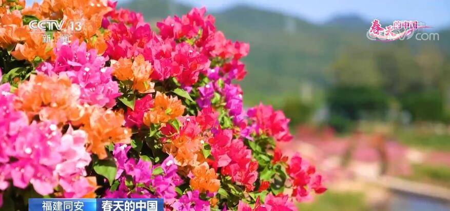 三角梅树苗批发价