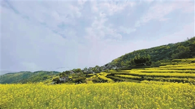 宁海桑洲油菜花美景 (李磊明 摄)