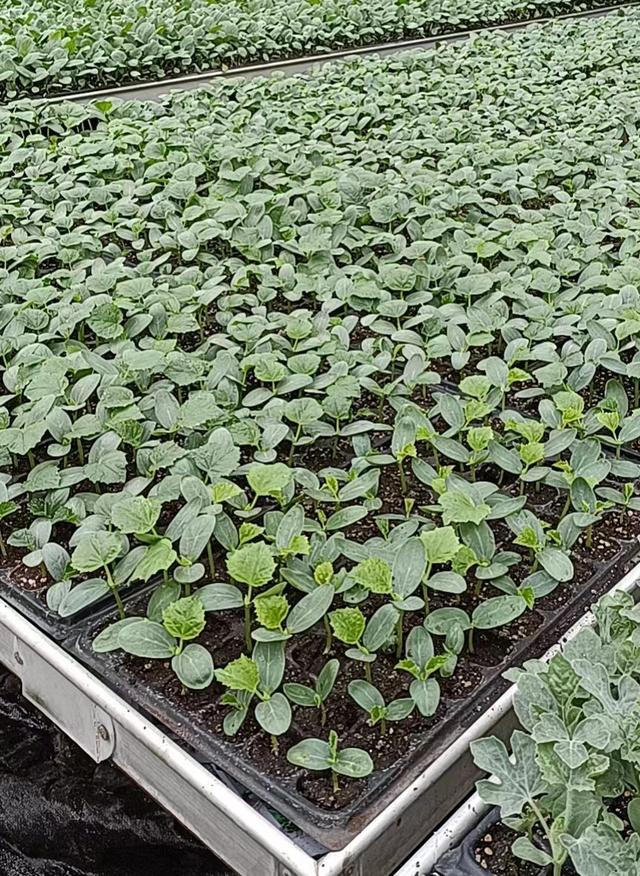 廉江种苗:打造优质种苗的新标杆