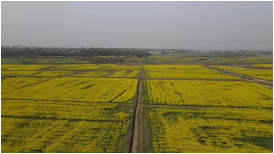 怀宁县黄墩镇花海工程奏响乡村振兴交响曲