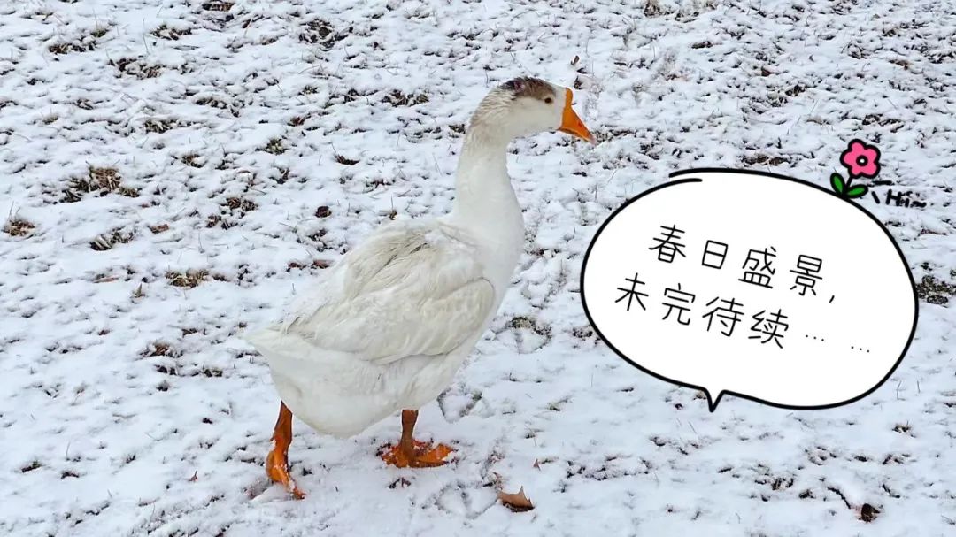 下雪北湖大鹅集体跑路了