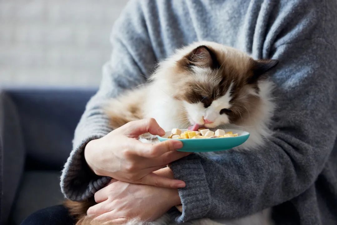 宠物经济蓬勃发展让陌生人去家里喂猫靠谱吗