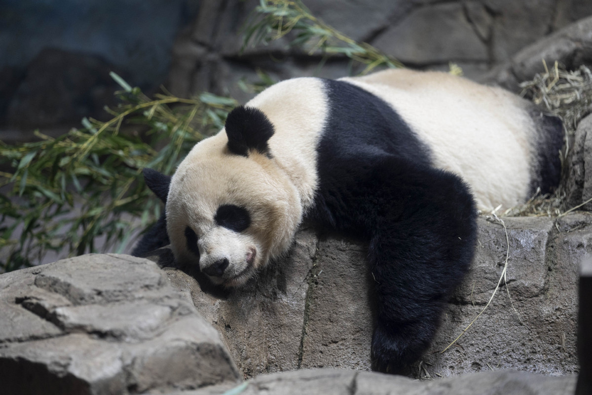 3月16日，在美国国家博物馆拍摄的熊猫“美香”。图片来源：新华网