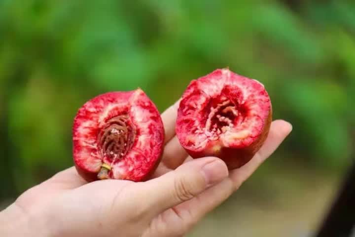 如皋"新官紫桃"获国家认证_新浪财经_新浪网