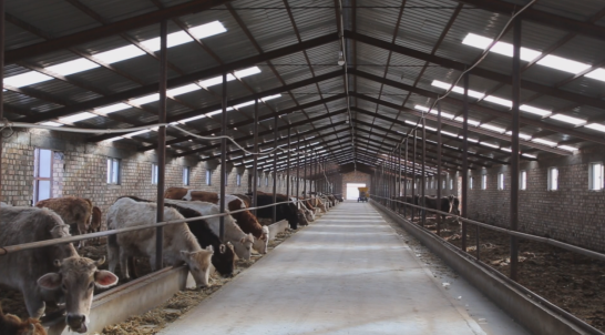 图为:九师一六二团二连职工张燕家养殖的牛圈.(苟汇敏 摄)