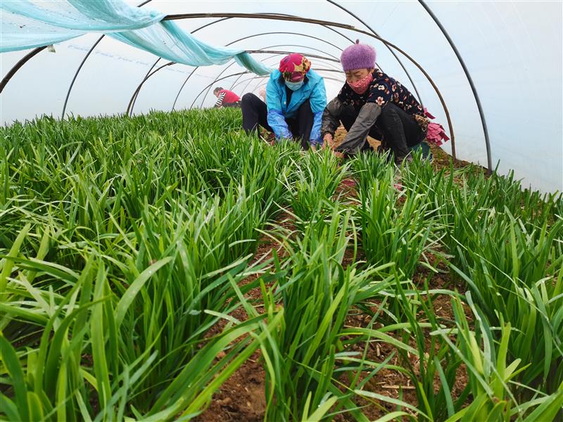 种植户正在收割韭菜