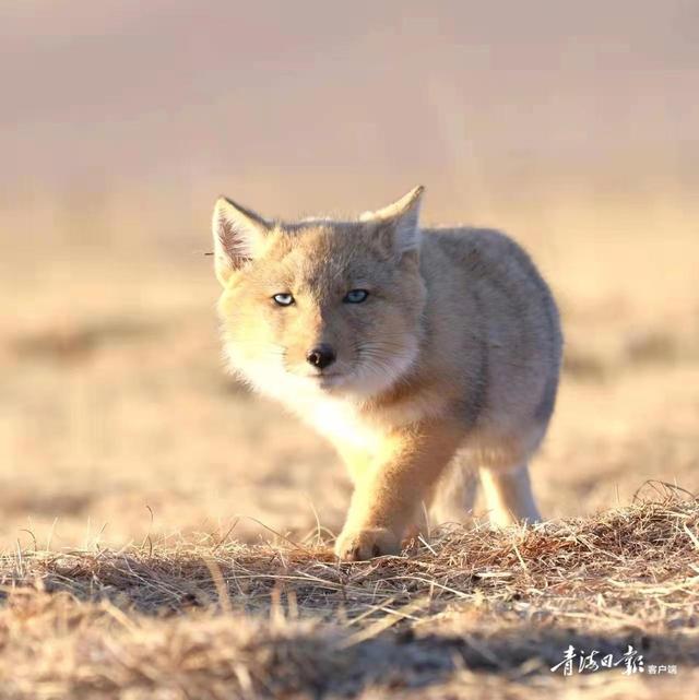 祁连山春天的使者藏狐