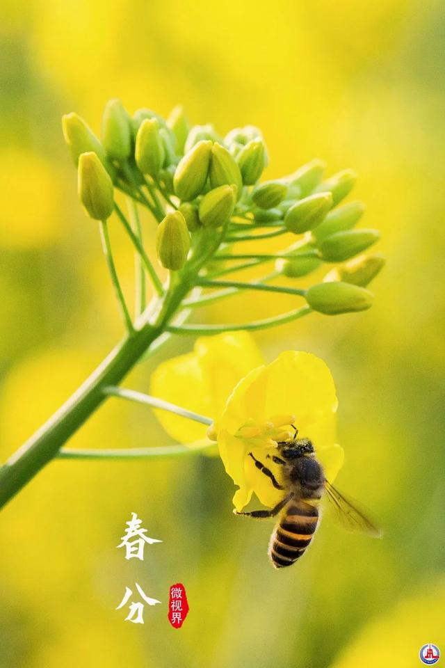 浙江宁波,蜜蜂在油菜花田里采蜜.新华社发(蒋晓东 摄)