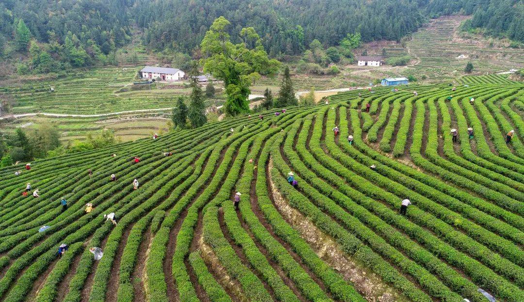 江西省上犹县营前镇石溪村生态茶园,村民们正在采摘春茶. 钟芳亿摄