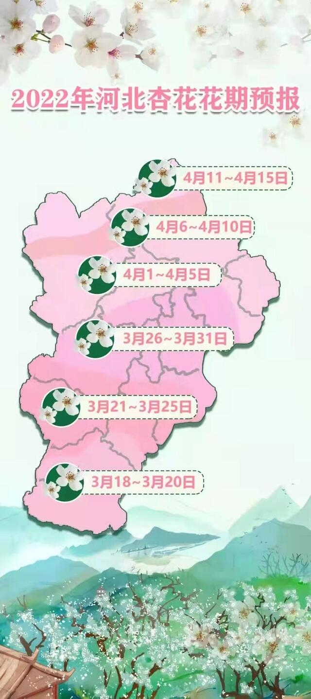 河北杏花花期预报出炉 看看各地杏花何时开 河北省 新浪财经 新浪网