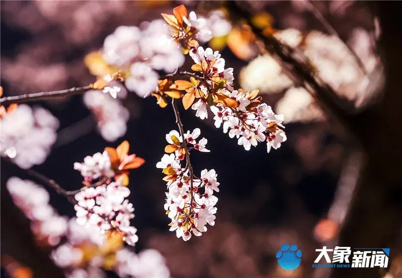 图集丨三月未央樱花摇曳郑州这条浪漫大道等你来